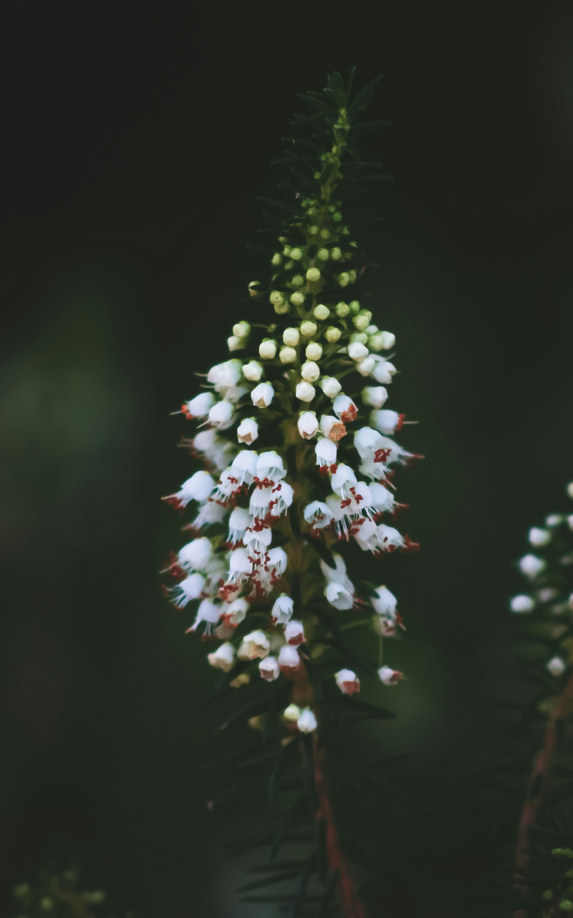 Fiore bianco e giallo nella fotografia ravvicinata