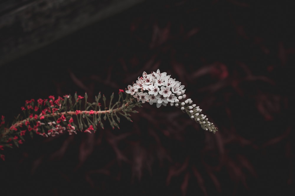 white and red flower in close up photography