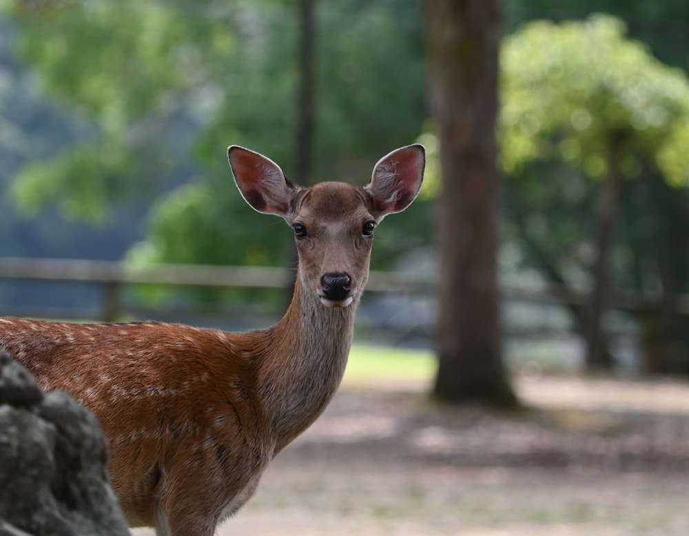 brown deer standing on brown field during daytime