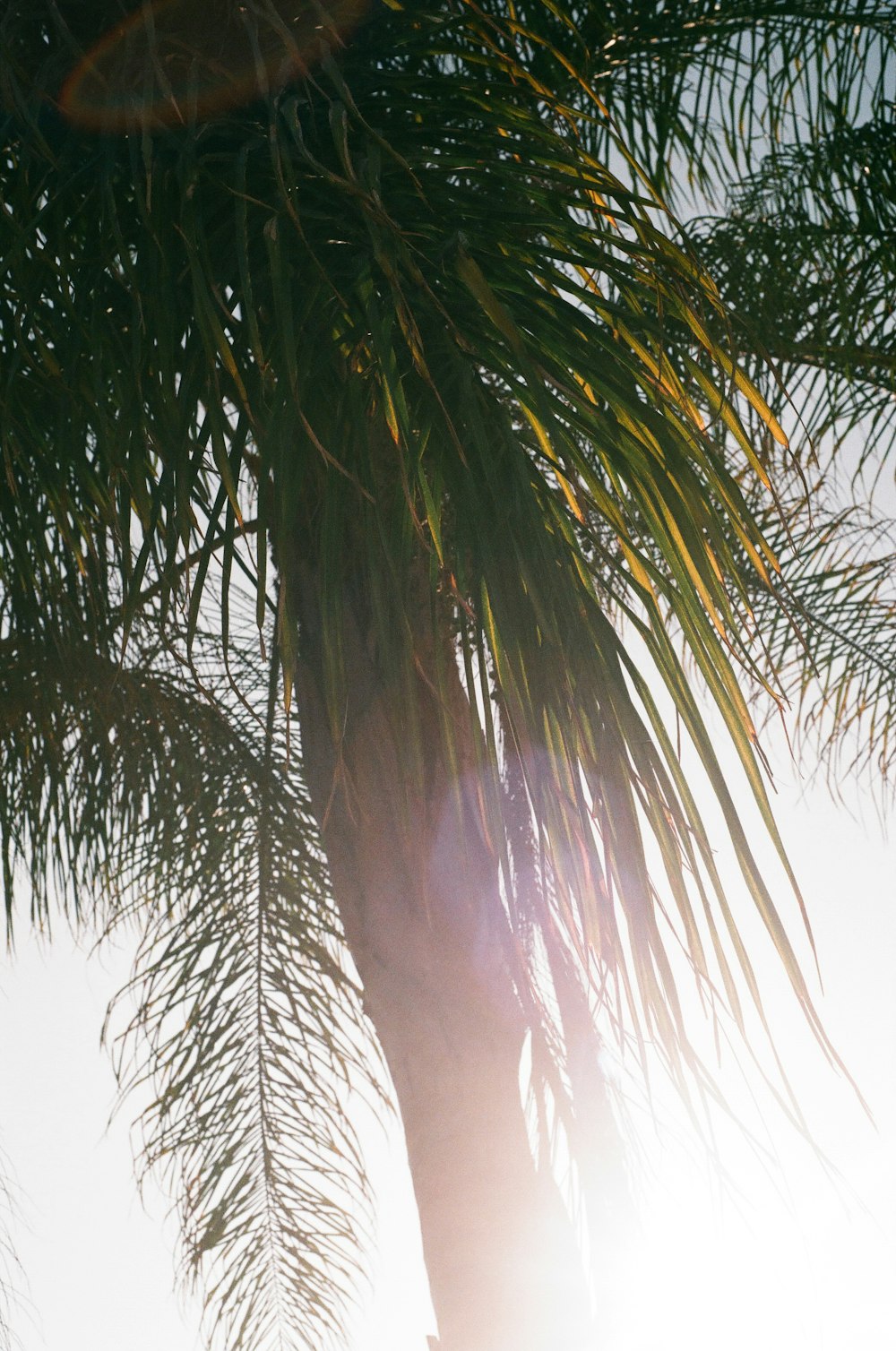 Palmera verde bajo el cielo blanco durante el día