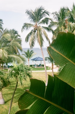 coconut tree near white house during daytime