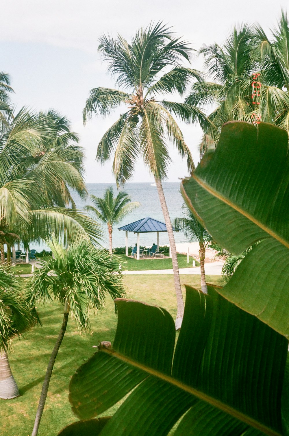 coconut tree near white house during daytime