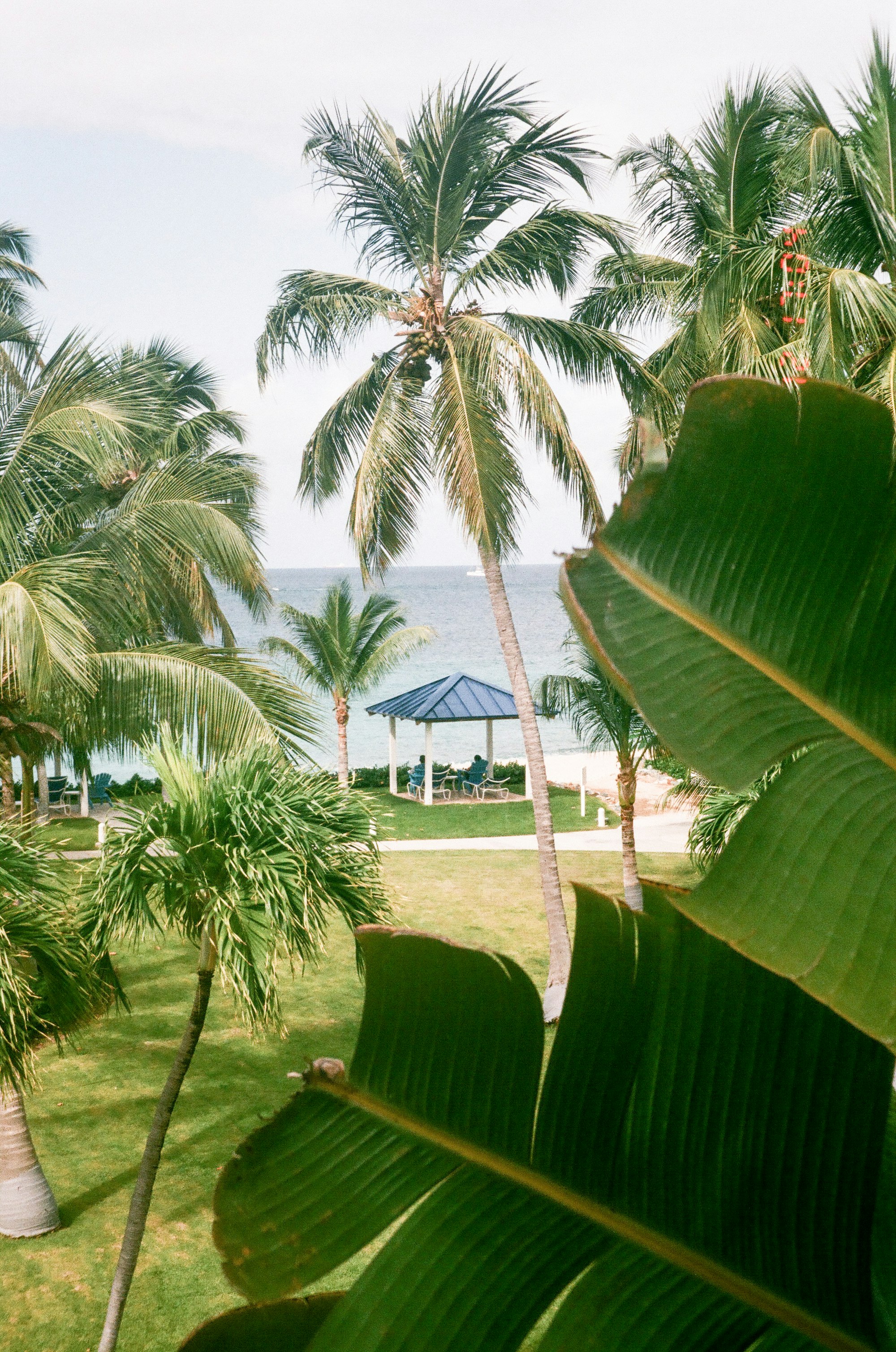 Beach Cabana.
Ocean.
Film.
Tropics.
Tropical Palm.
Landscape.
Nature.