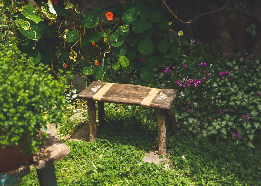 brown wooden bench beside green plants