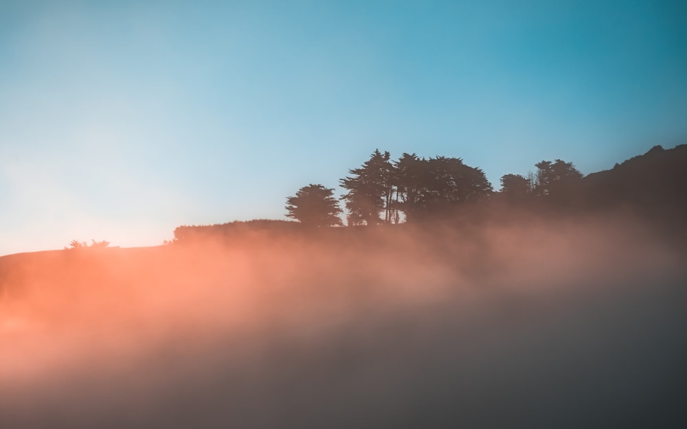 green trees on foggy forest during daytime