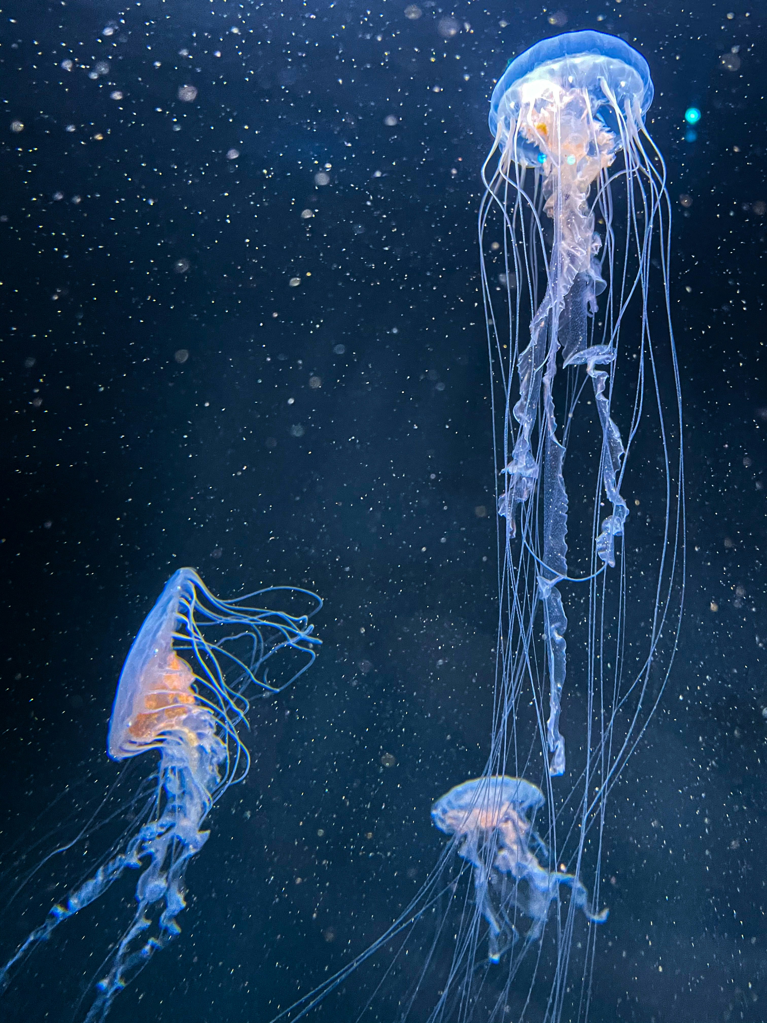 Blue and brown jellyfish under water photo Free Animal Image on Unsplash