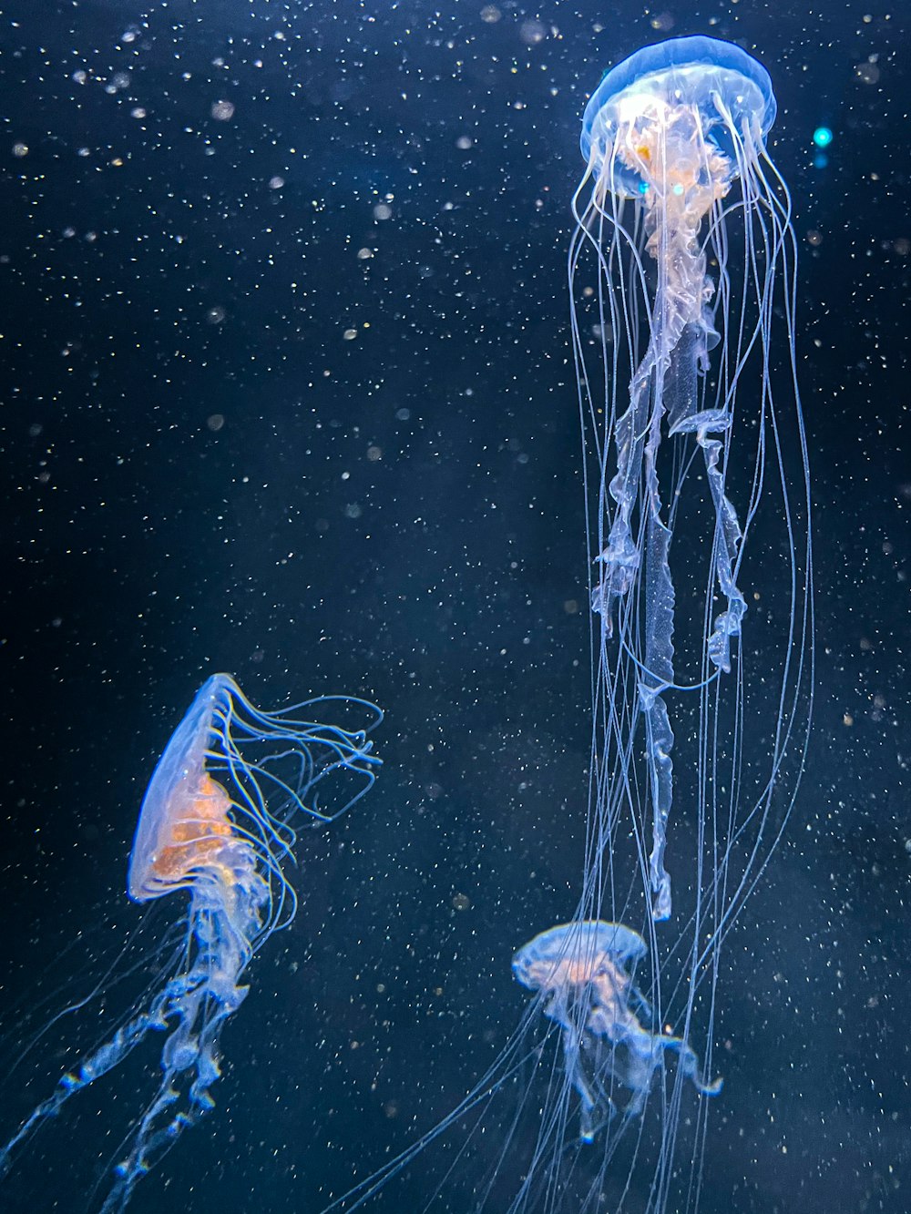 blue and brown jellyfish under water