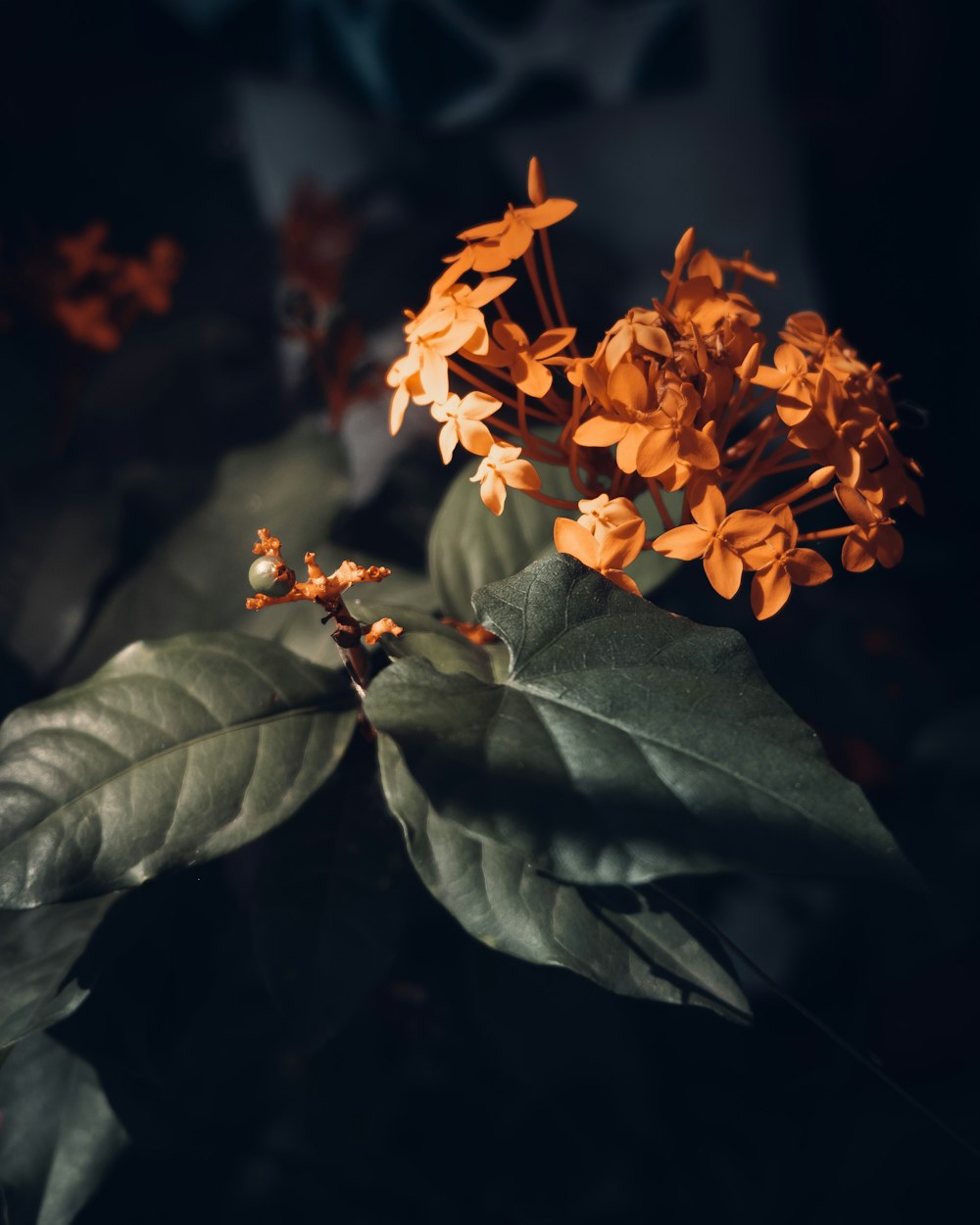 yellow flower with green leaves