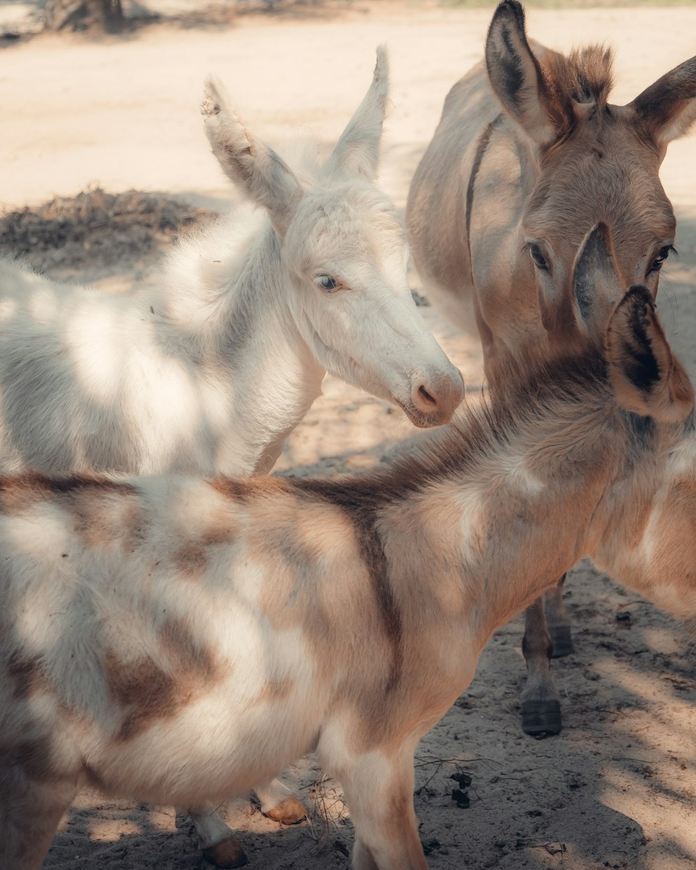 white and brown horses on brown sand during daytime