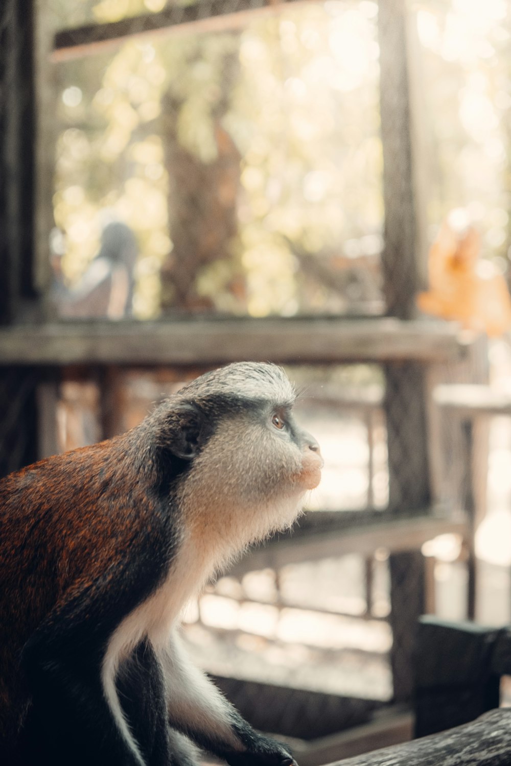 brown and white monkey on brown wooden fence during daytime