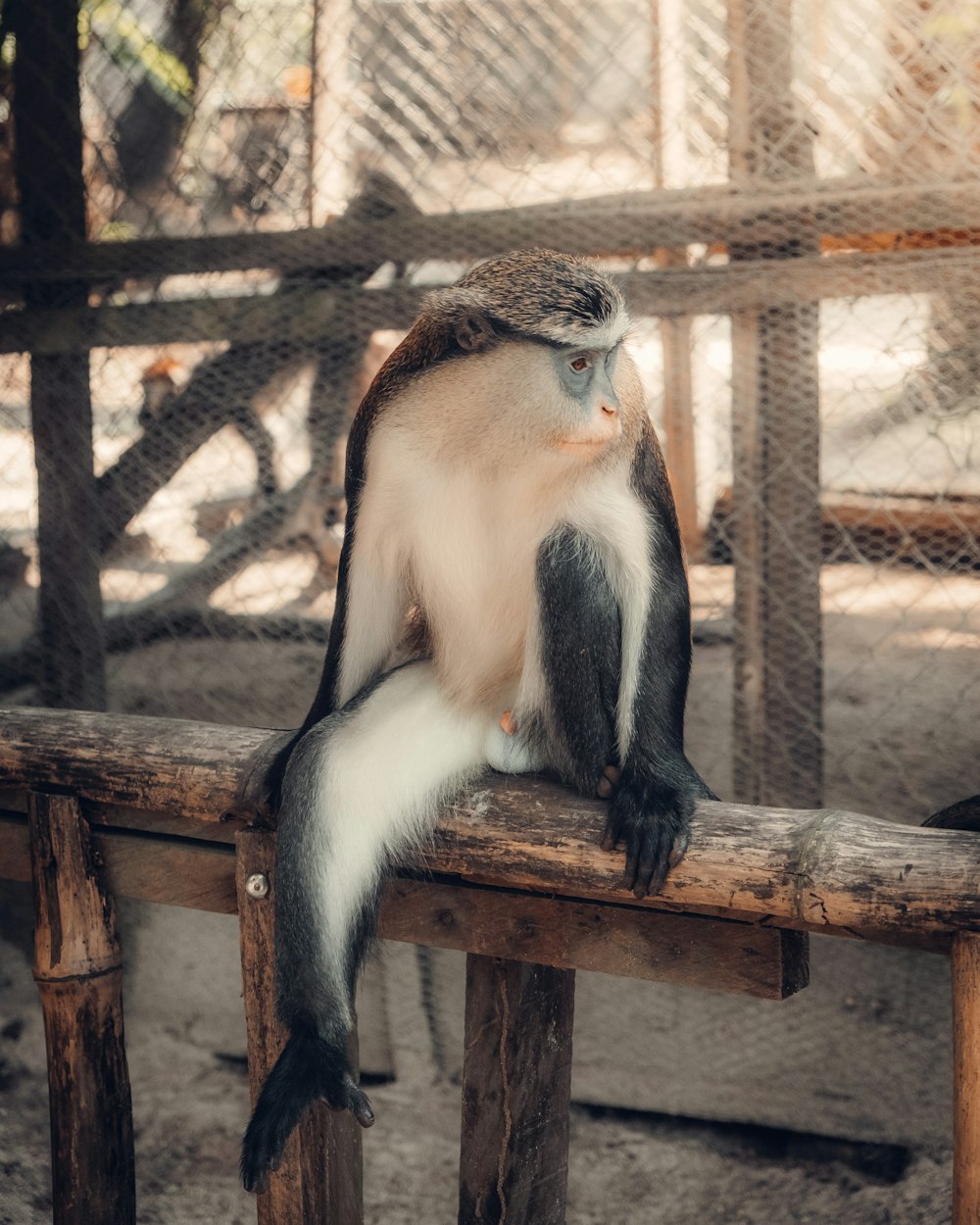 black and white monkey on brown wooden fence during daytime