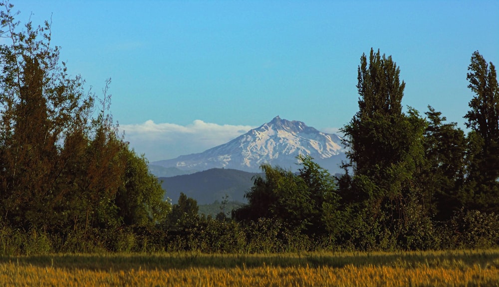 green trees near mountain under blue sky during daytime