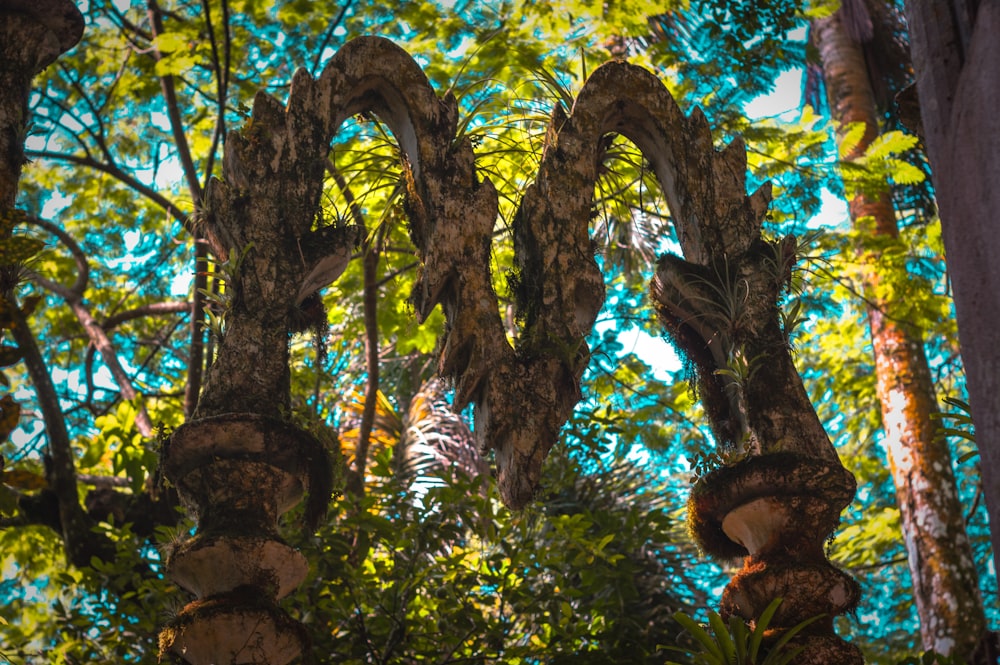 low angle photography of green trees during daytime