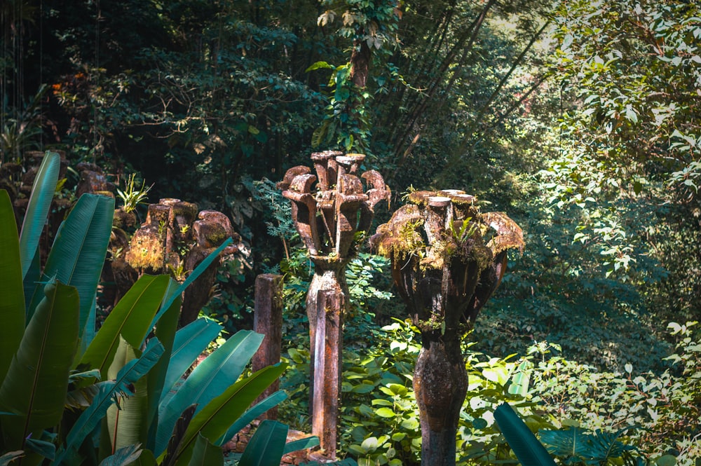 bananier vert sur la forêt pendant la journée