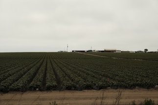 An expansive agricultural field stretches into the distance with rows of crops neatly lined. In the background, a few farm buildings and structures can be seen under a cloudy sky.