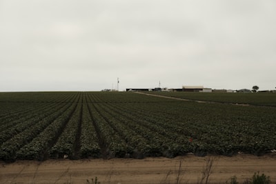 An expansive agricultural field stretches into the distance with rows of crops neatly lined. In the background, a few farm buildings and structures can be seen under a cloudy sky.