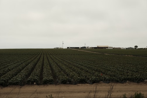 An expansive agricultural field stretches into the distance with rows of crops neatly lined. In the background, a few farm buildings and structures can be seen under a cloudy sky.