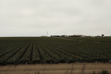 An expansive agricultural field stretches into the distance with rows of crops neatly lined. In the background, a few farm buildings and structures can be seen under a cloudy sky.