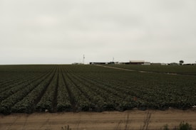 An expansive agricultural field stretches into the distance with rows of crops neatly lined. In the background, a few farm buildings and structures can be seen under a cloudy sky.