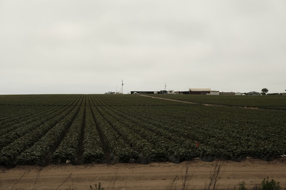 An expansive agricultural field stretches into the distance with rows of crops neatly lined. In the background, a few farm buildings and structures can be seen under a cloudy sky.