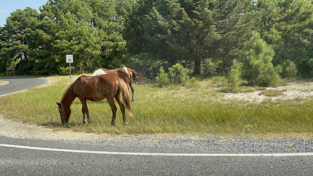 Caballo marrón en carretera asfaltada gris durante el día