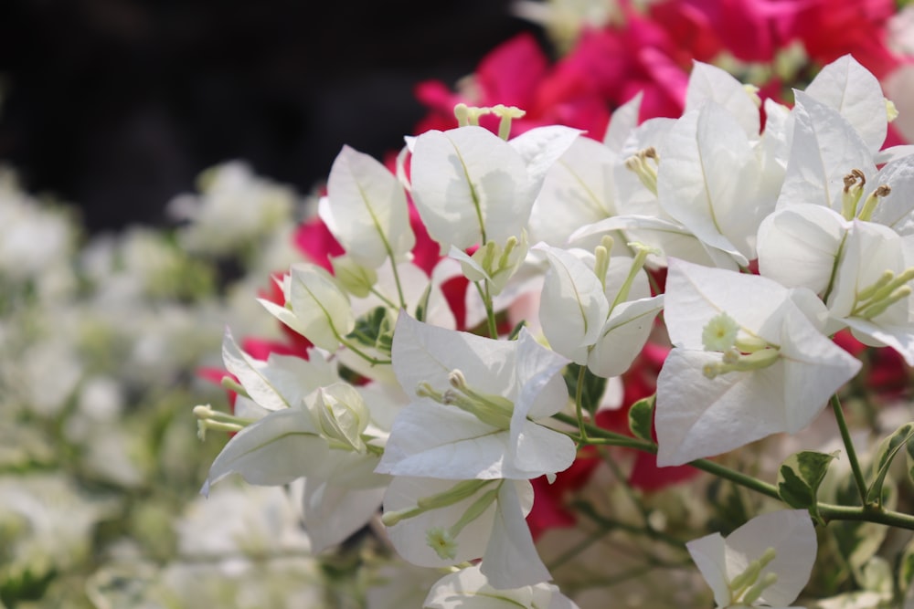 white and red flowers in tilt shift lens