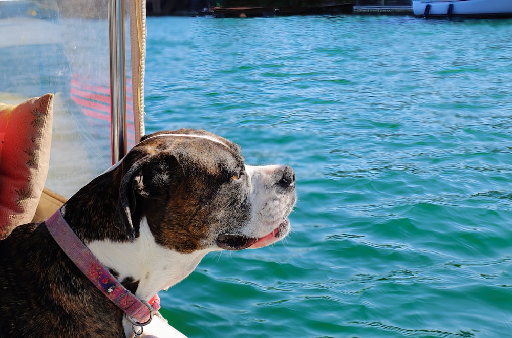 brown and white short coated dog on water during daytime