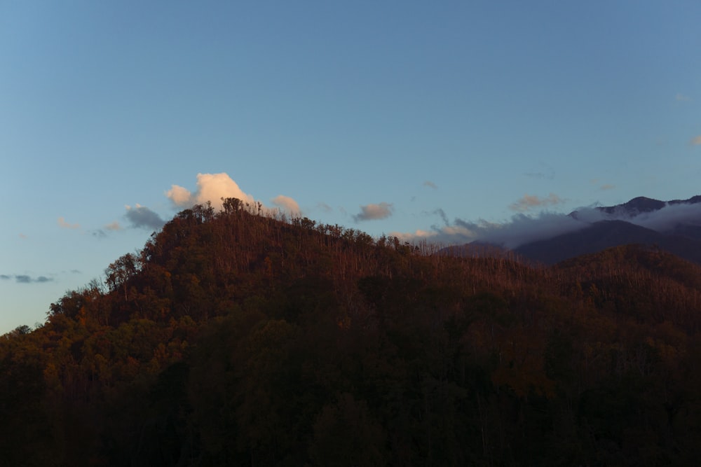 green and brown trees under blue sky during daytime