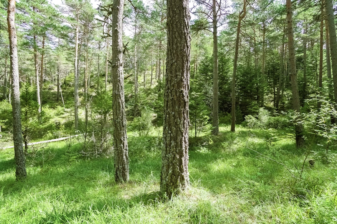 green grass and trees during daytime