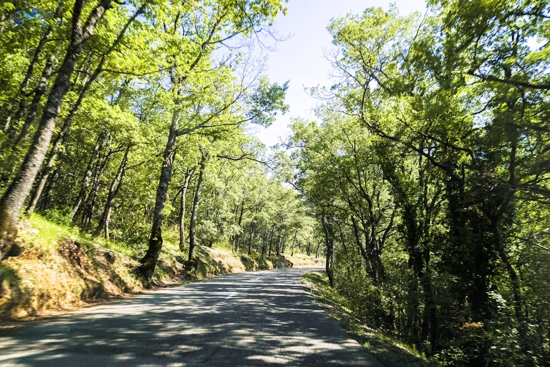 gray concrete road between green trees during daytime