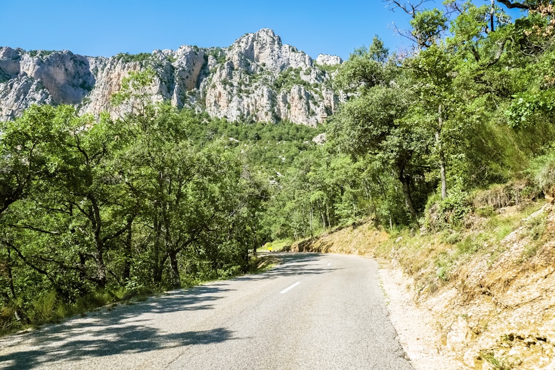 green trees beside gray road under blue sky during daytime