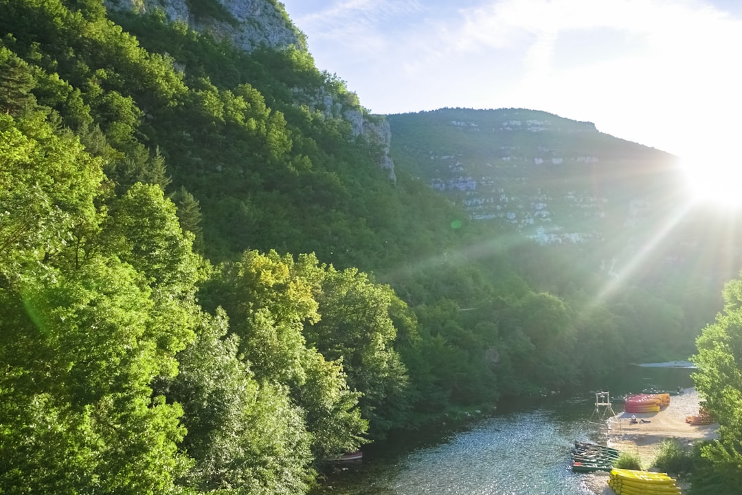 green trees beside river during daytime