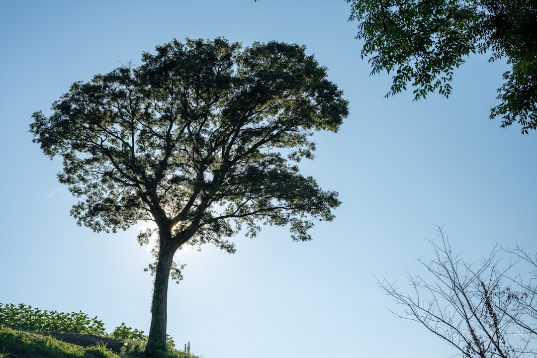 green tree under blue sky during daytime