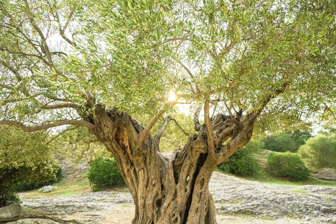 green tree near river during daytime