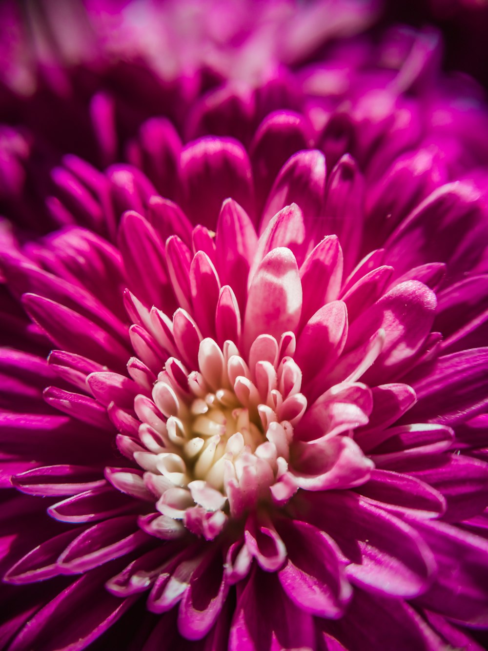 purple flower in macro shot