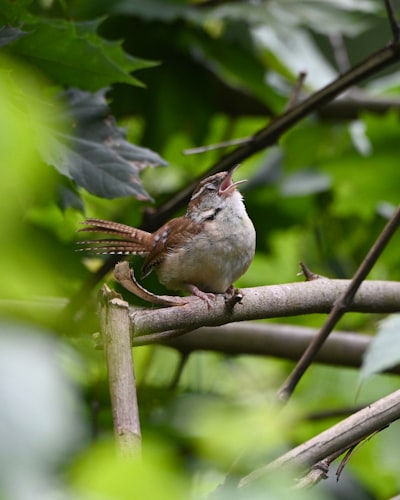 white and brown bird on brown tree branch