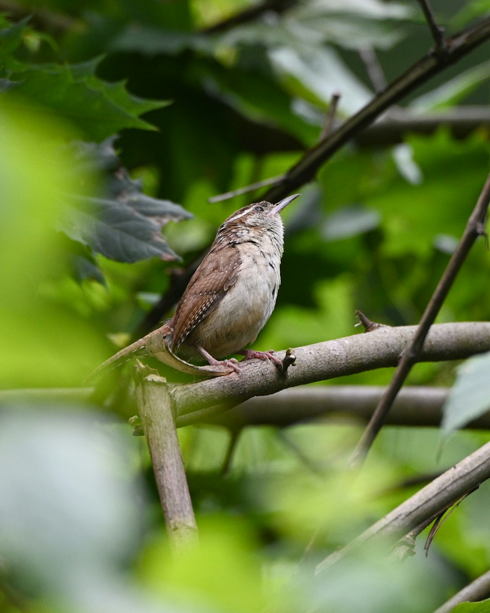 brown and white bird on tree branch