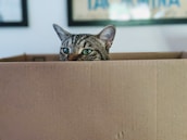 A cat with green eyes is peeking over the top of a cardboard box, its ears protruding above the edge. The background features a blurred glimpse of framed art or posters on the wall.