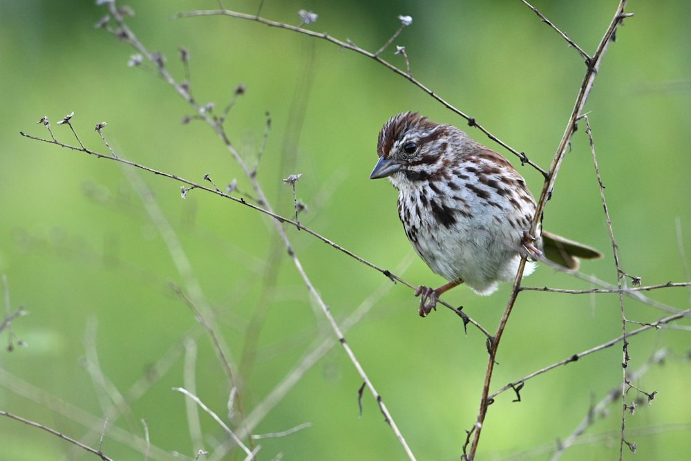 brown and white bird on brown tree branch during daytime