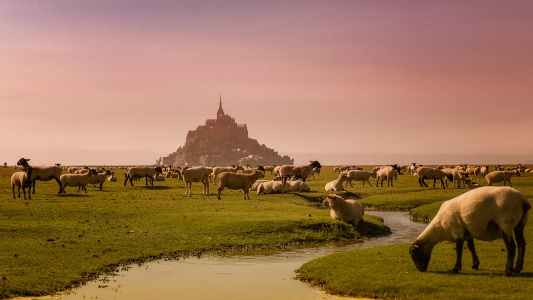 herd of sheep on green grass field during daytime