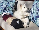 A fluffy white dog is lounging on a gray couch, surrounded by a series of colorful baseball caps with animal designs embroidered on them. The couch is adorned with vibrant blue and green leaf-patterned cushions, adding a tropical touch to the scene. The dog appears calm and relaxed.