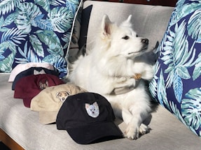 A fluffy white dog is lounging on a gray couch, surrounded by a series of colorful baseball caps with animal designs embroidered on them. The couch is adorned with vibrant blue and green leaf-patterned cushions, adding a tropical touch to the scene. The dog appears calm and relaxed.