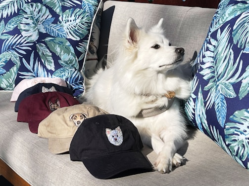A fluffy white dog is lounging on a gray couch, surrounded by a series of colorful baseball caps with animal designs embroidered on them. The couch is adorned with vibrant blue and green leaf-patterned cushions, adding a tropical touch to the scene. The dog appears calm and relaxed.