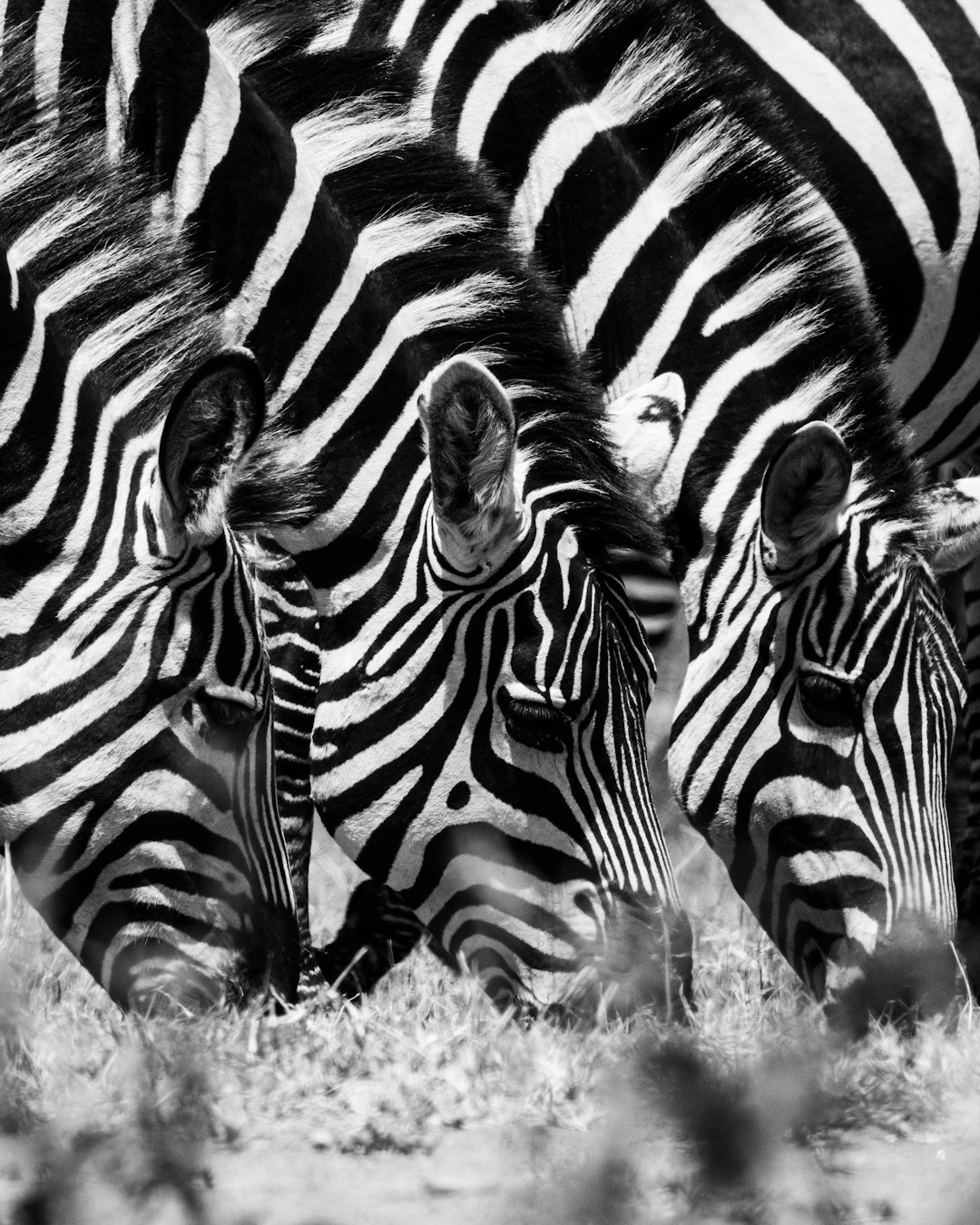 zebra on green grass field during daytime