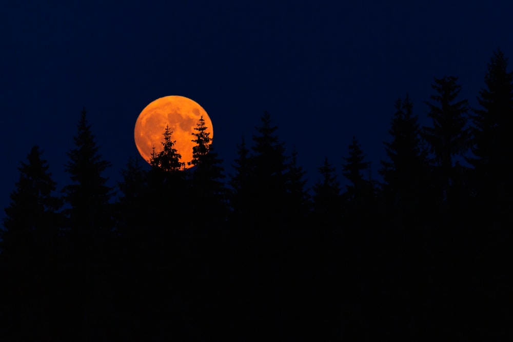 full moon over green trees