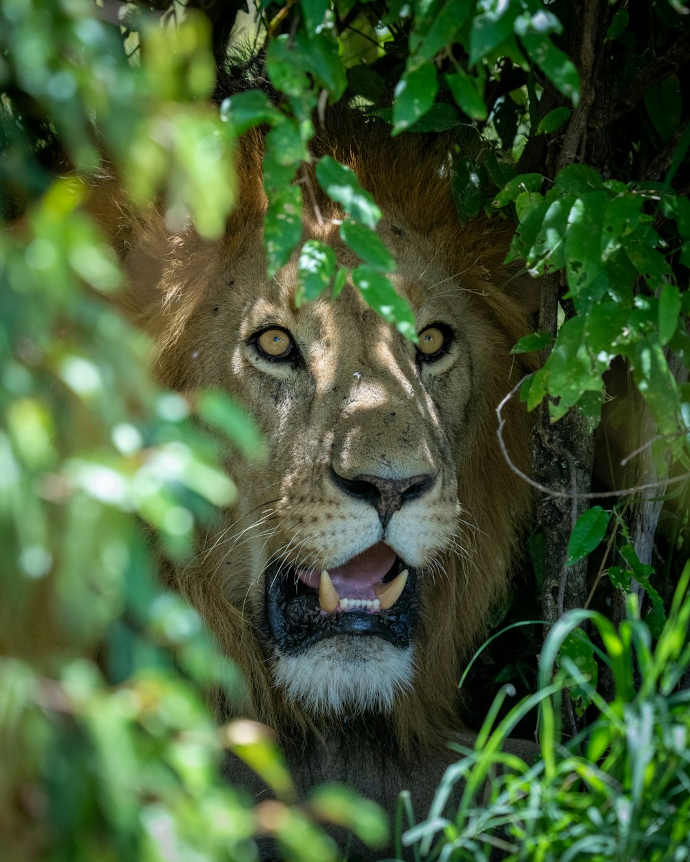 lion in green grass field during daytime