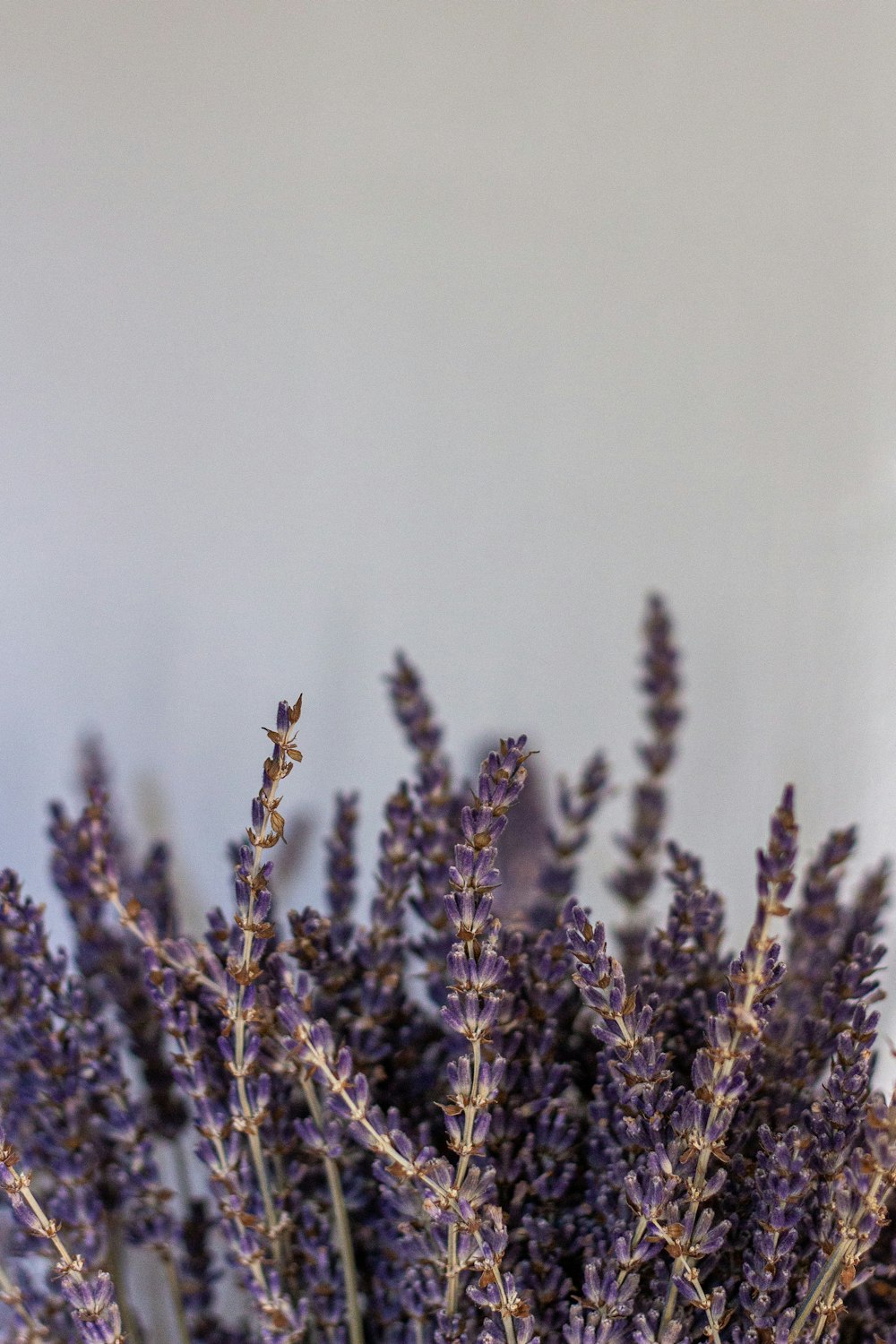 brown plant on white background