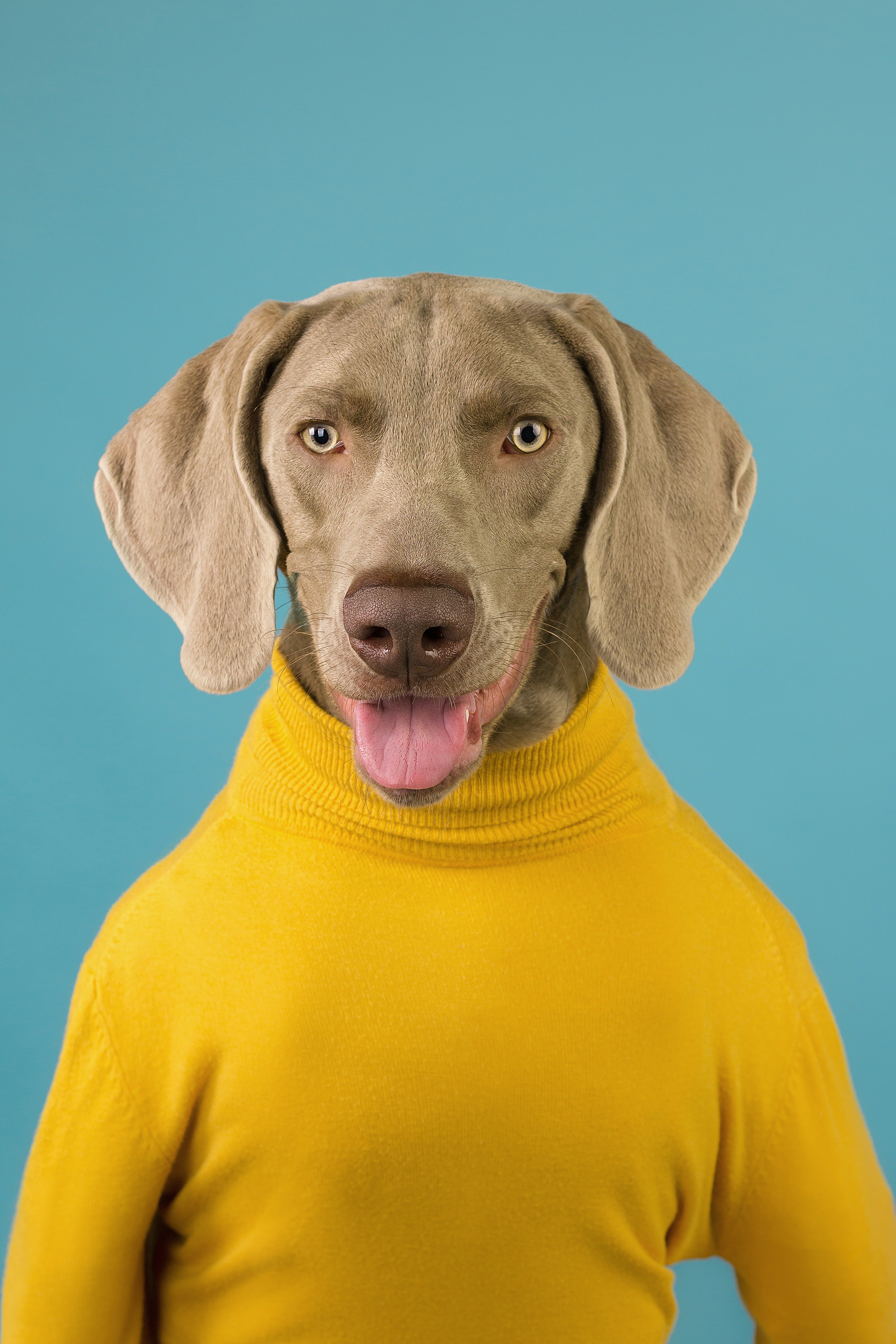 weimaraner