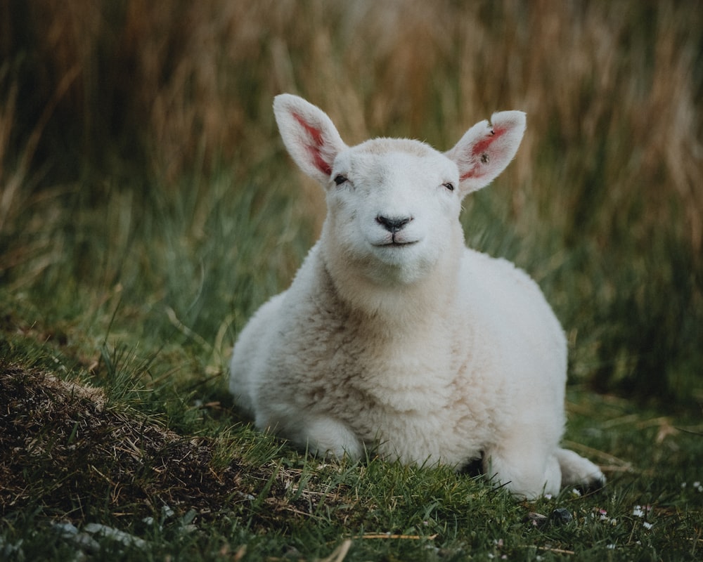 white sheep on green grass during daytime