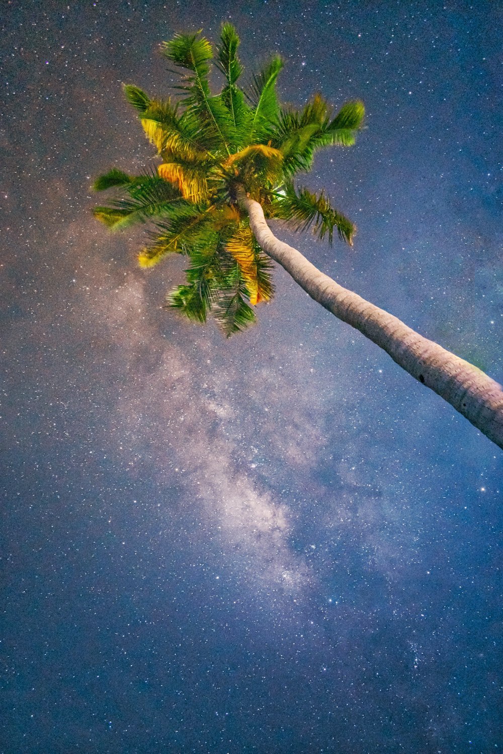 Árbol marrón y verde bajo el cielo azul